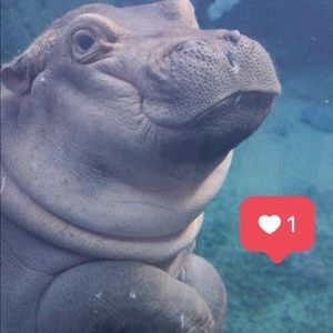 Meet your Posher, Tory